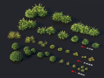 多须草 多须溪草 高岗松 花草系列