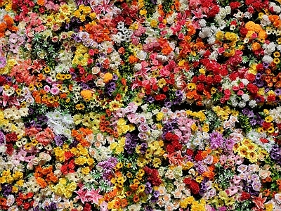 彩色鲜花植物花墙