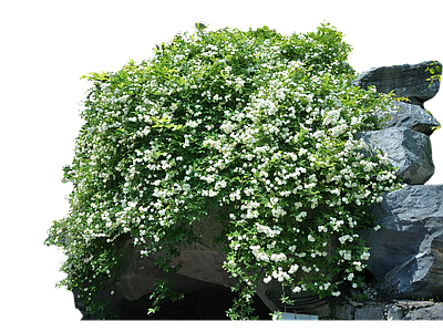 png免抠木香花（攀爬植物 爬藤植物 垂吊植物） 灌木