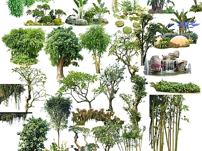 常用树 常用灌木