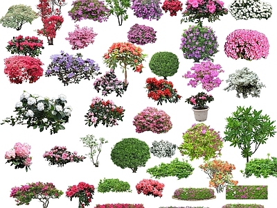 常用灌木 花卉