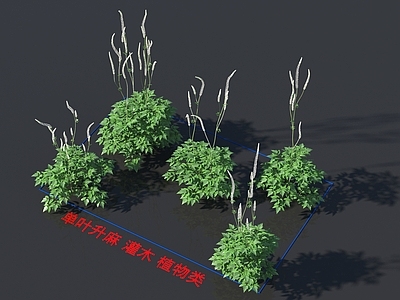 单叶升麻 灌木