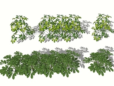 鸭脚木 绿植灌木 花草植物