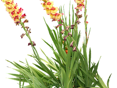 png免抠唐菖蒲 花