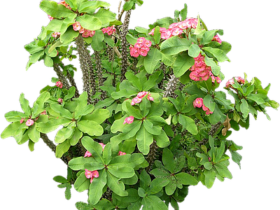 png免抠铁海棠 花