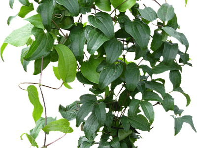 png免抠铁线莲 花