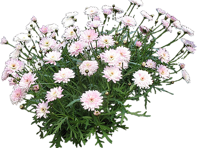 png免抠茼蒿菊 花