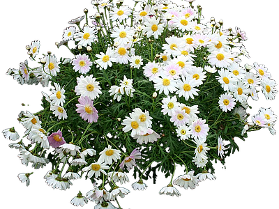 png免抠茼蒿菊 花