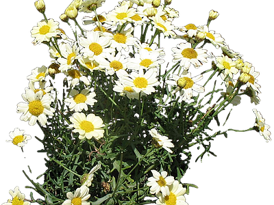 png免抠茼蒿菊 花