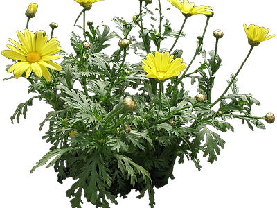 png免抠茼蒿菊 花