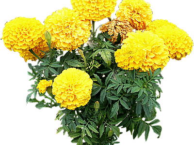 png免抠万寿菊 花