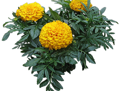png免抠万寿菊 花