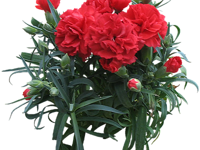 png免抠香石竹 花
