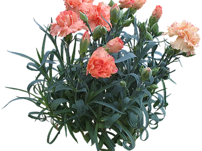 png免抠香石竹 花
