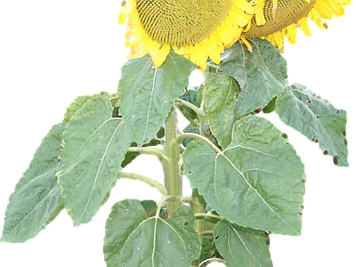 png免抠向日葵 花