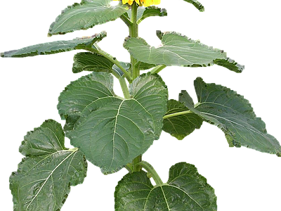 png免抠向日葵 花