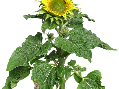 png免抠向日葵 花
