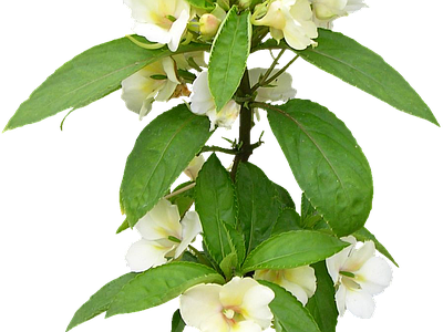 png免抠新几内亚凤仙 花
