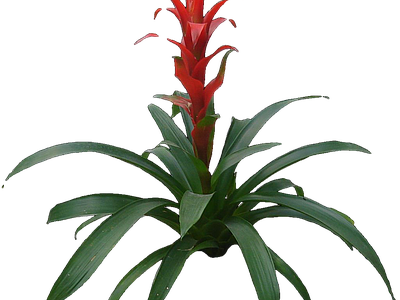 png免抠星花凤梨