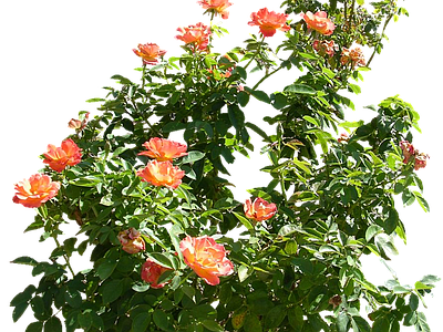 png免抠野蔷薇 花
