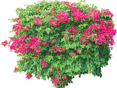 png免抠叶子花