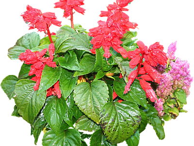 png免抠一串红 花