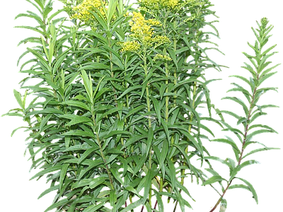 png免抠一枝黄花