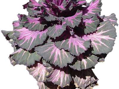 png免抠羽衣甘蓝 花