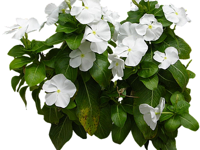 png免抠长春花