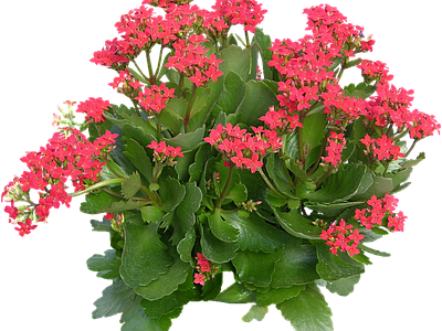 png免抠长寿花
