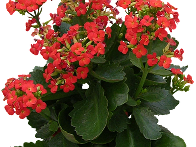 png免抠长寿花