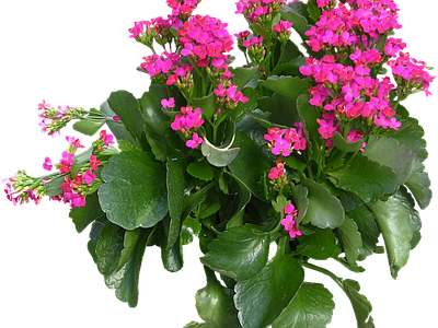 png免抠长寿花
