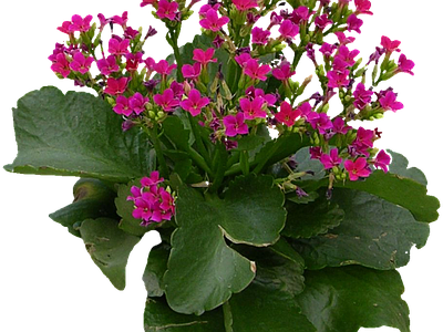 png免抠长寿花