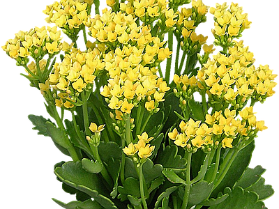png免抠长寿花