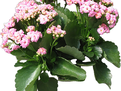 png免抠长寿花