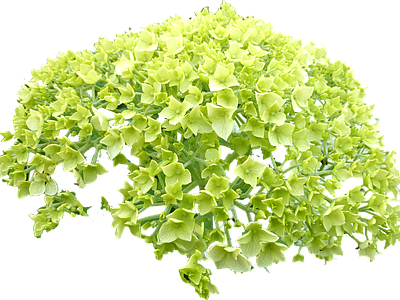 png免抠绣球荚蒾 花