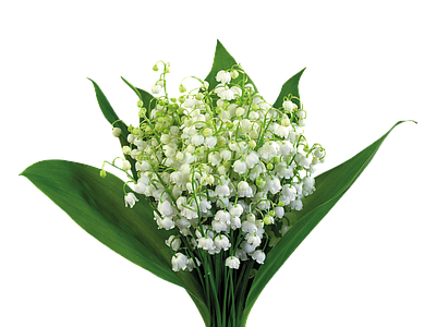 png免抠铃兰 花