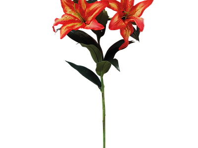 png免抠百合 花