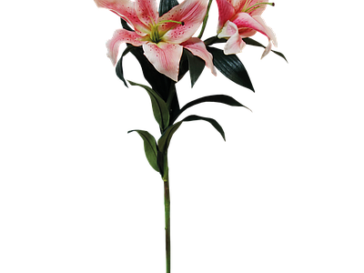 png免抠百合 花