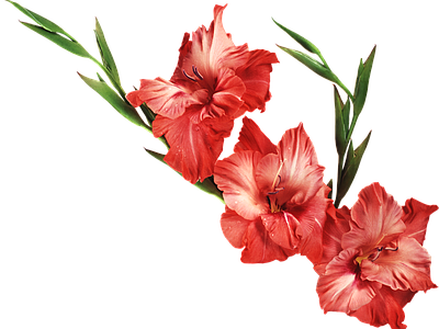 png免抠菖蒲 花