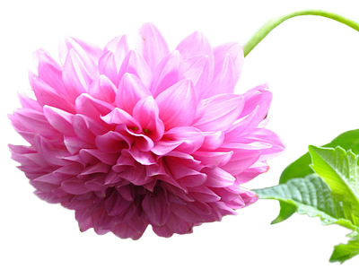 png免抠大丽花