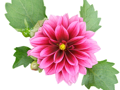 png免抠大丽花