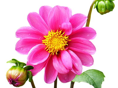 png免抠大丽花