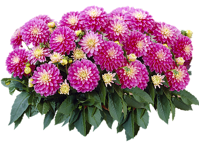 png免抠大丽花