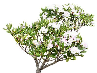 png免抠杜鹃 花