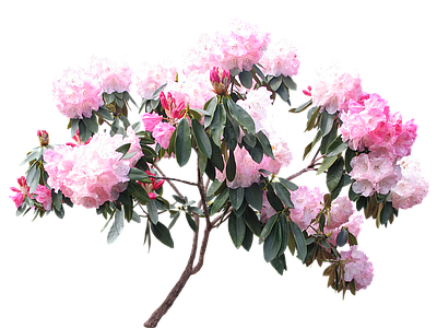 png免抠杜鹃 花