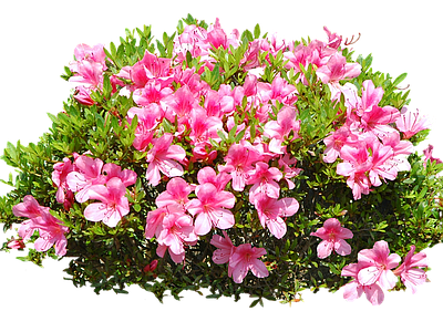 png免抠杜鹃&春鹃 花