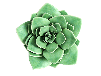 png免抠多肉 花