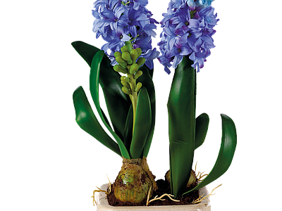 png免抠风信子 花