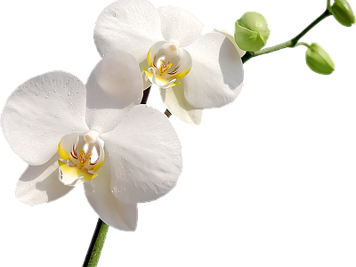 png免抠蝴蝶兰  花